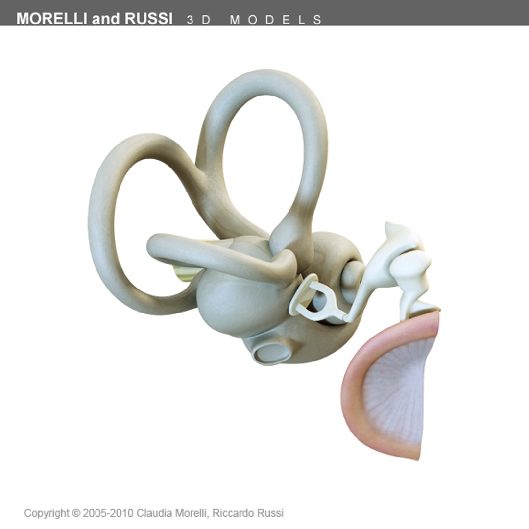 3ds max internal ear https://p.turbosquid.com/ts-thumb/05/VNpPvc/oNqSkGgW/earts600texture05/png/1295092650/1920x1080/fit_q87/f25c1a6019cd408eb4d8c7633dd319426566e0a4/earts600texture05.jpg