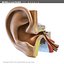 EAR MR