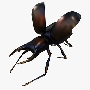 GED AND ANIMATED BEETLE