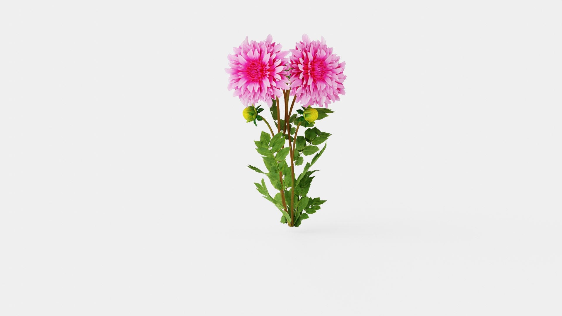 CAFE AU LAIT ROSE 3D model https://p.turbosquid.com/ts-thumb/05/arCLKQ/70/preview_1/jpg/1719816937/1920x1080/fit_q87/ff9898486b74028423b66f04d3cba5cf140b7c37/preview_1.jpg
