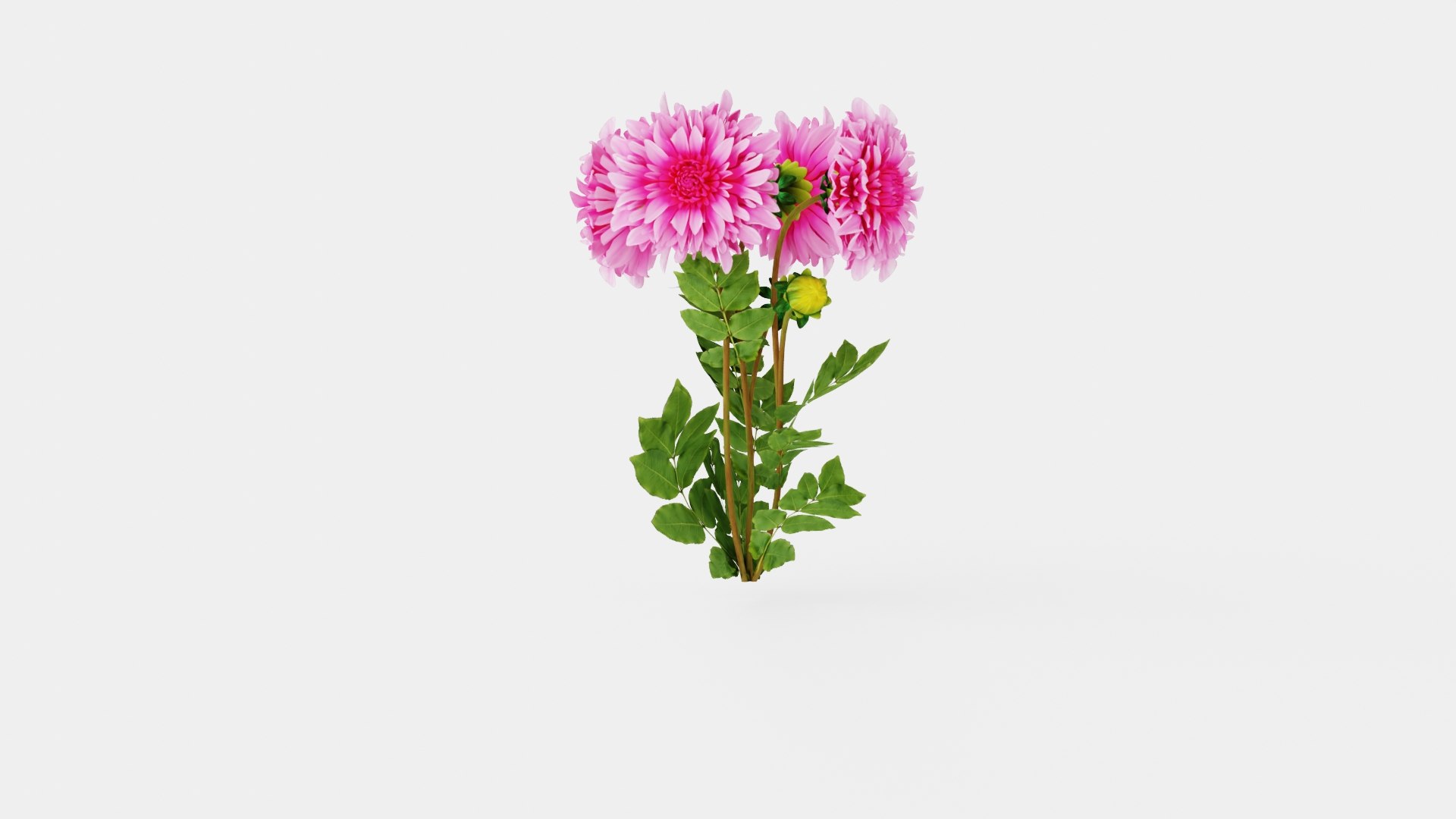 CAFE AU LAIT ROSE 3D model https://p.turbosquid.com/ts-thumb/05/arCLKQ/Ba/preview_3/jpg/1719816945/1920x1080/fit_q87/17d78ded6e110aa96338ce349648f07f62f17372/preview_3.jpg
