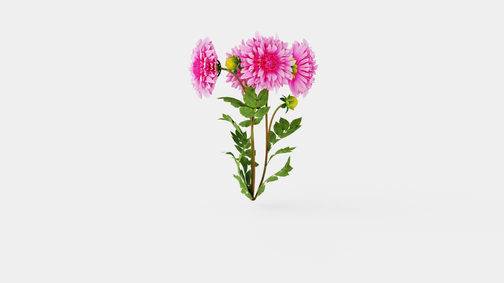 CAFE AU LAIT ROSE 3D model https://p.turbosquid.com/ts-thumb/05/arCLKQ/uu/preview_4/jpg/1719816948/1920x1080/fit_q87/6ed938b7539a3f01e693ada15b4c78e789d8b7ad/preview_4.jpg