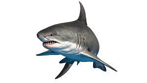 3D Megalodon Animated Low-poly 3D model