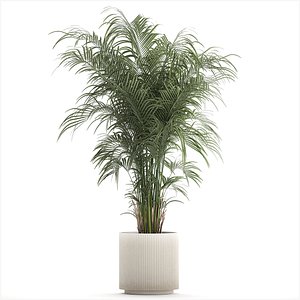 3D Beautiful palm tree in a flower pot for interior decor 1231 model