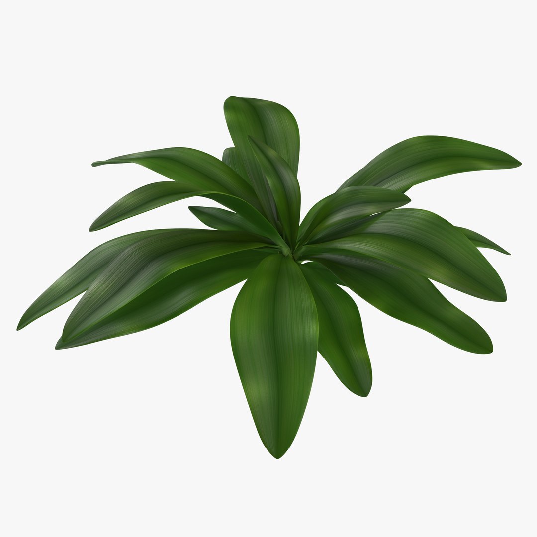 Tropical Plant Glauca Cordyline 3D model preview