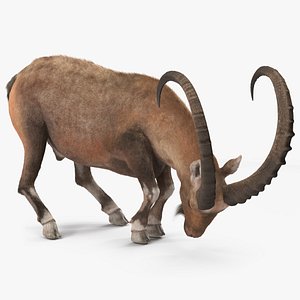 3D Alpine Ibex with Large Horns Fur