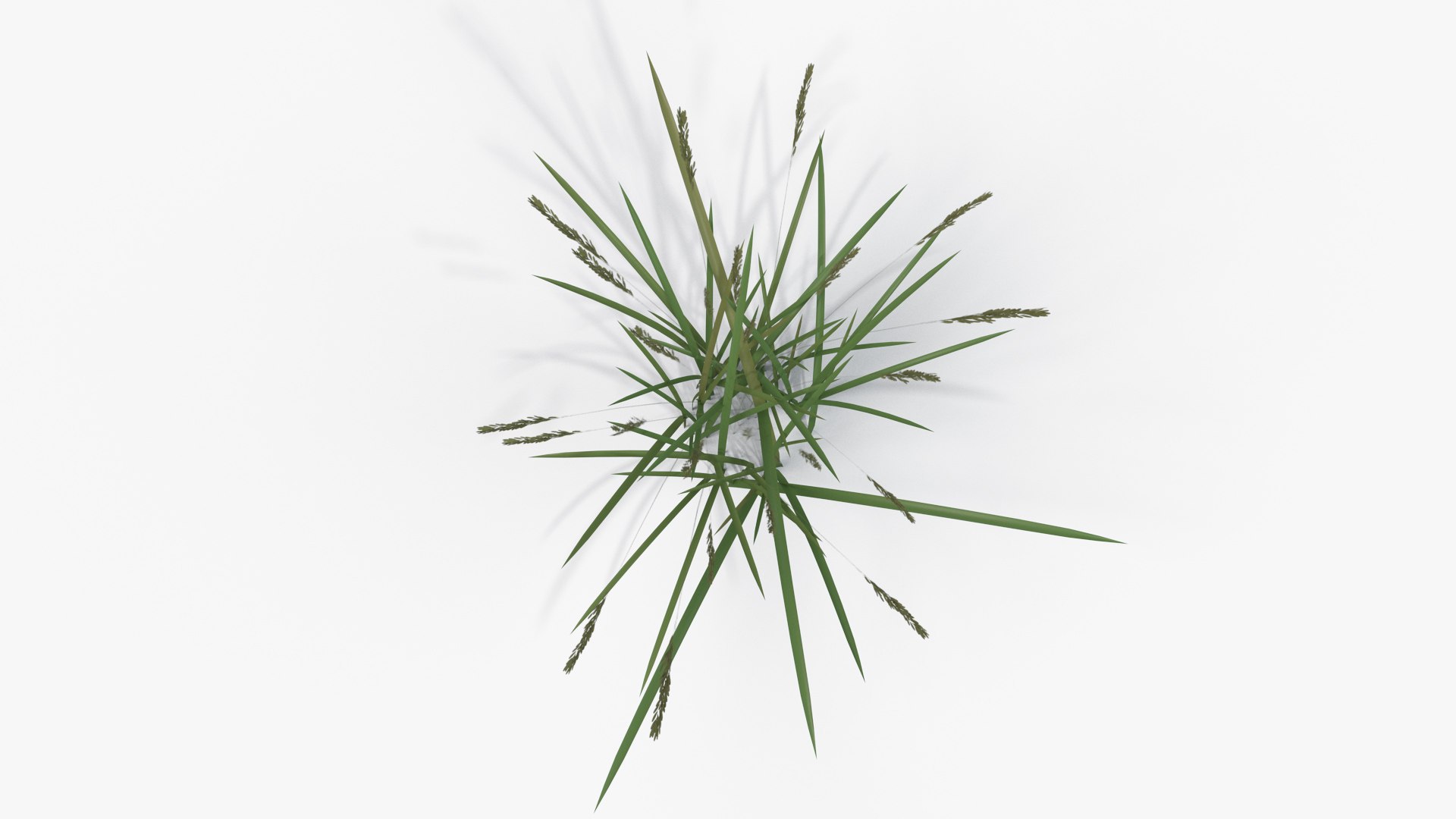 3D Model Feather Grass Reed 001 - TurboSquid 1510902