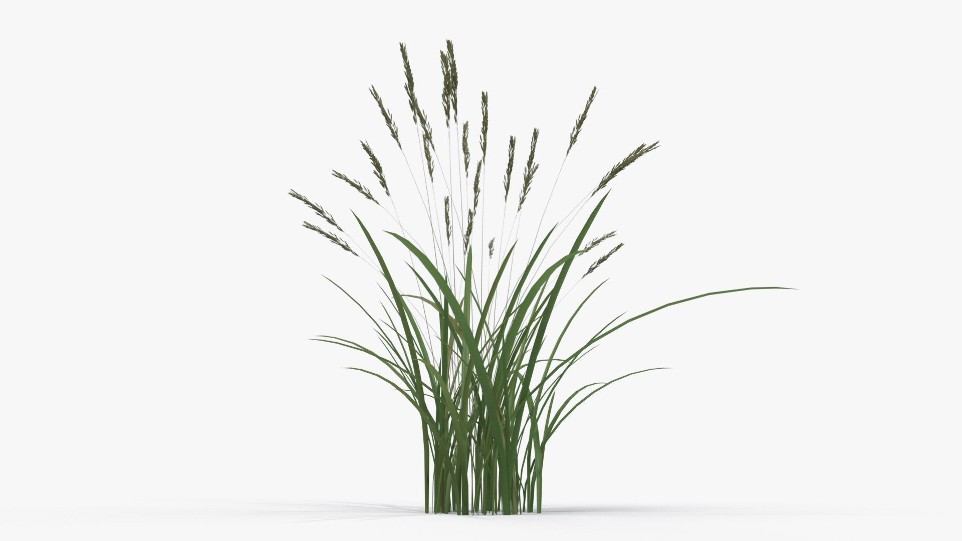 3D Model Feather Grass Reed 001 - TurboSquid 1510902