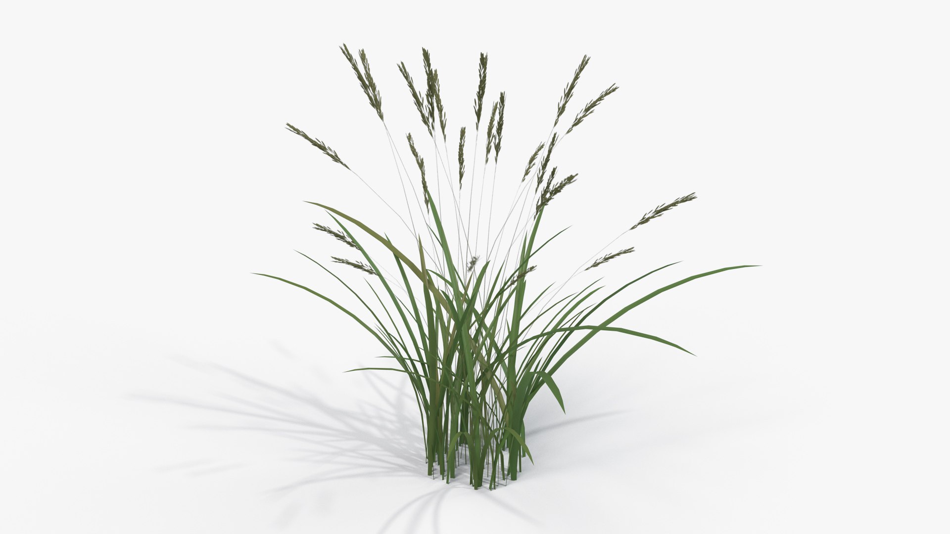 3D Model Feather Grass Reed 001 - TurboSquid 1510902