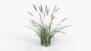 Feather Grass Reed 001 - PBR 4K
