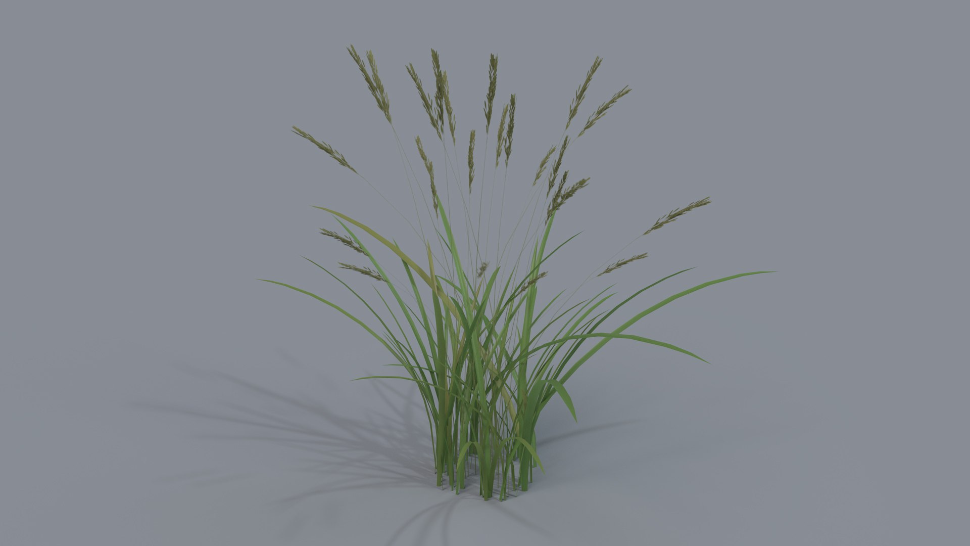 3D Model Feather Grass Reed 001 - TurboSquid 1510902