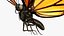 Monarch Butterfly Rigged 8K PBR Textures