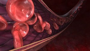 blood vessel flowing cells 3d model