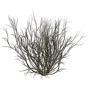 Broom Snakeweed Bush - 01 - model