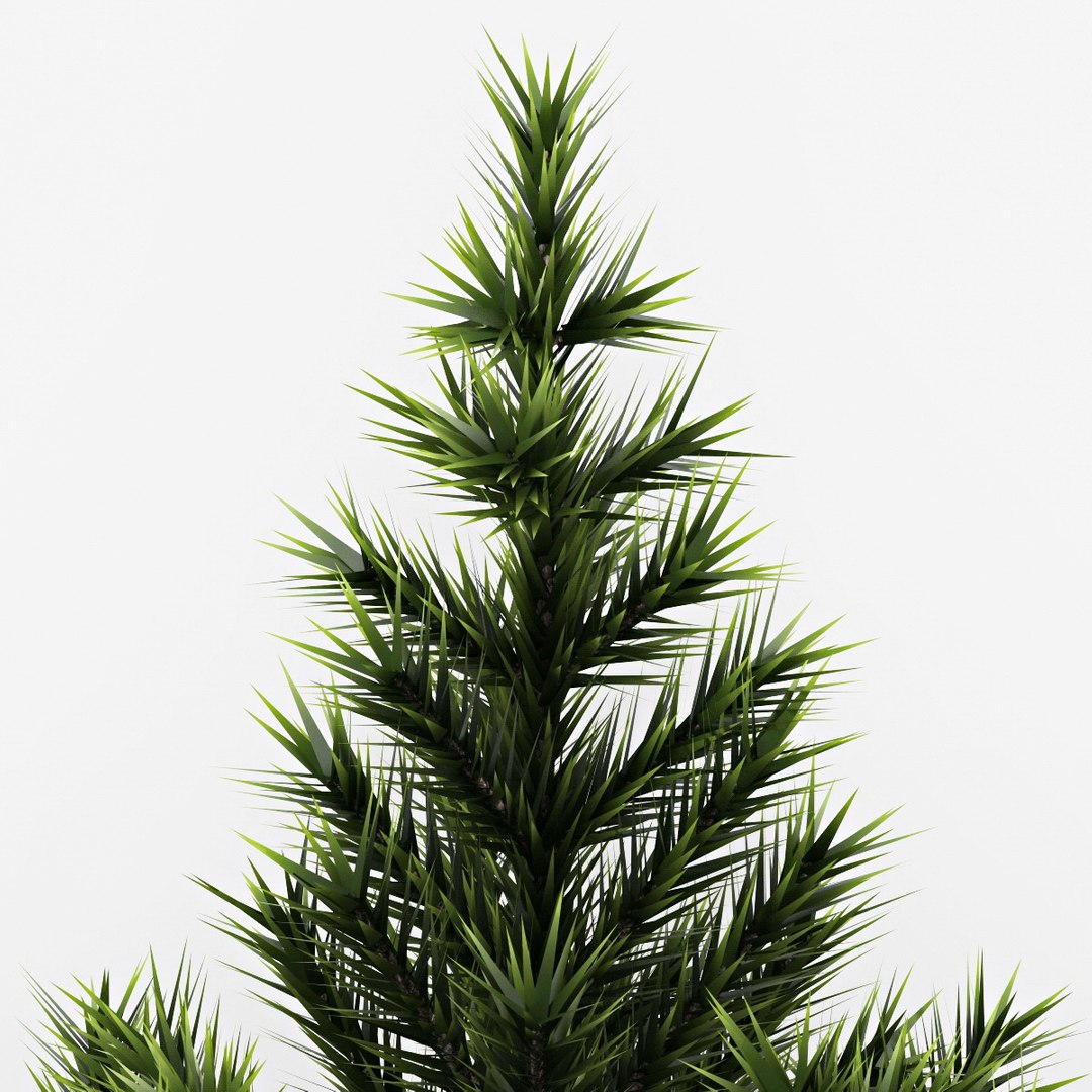 3d model fir tree