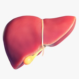 Human Liver
