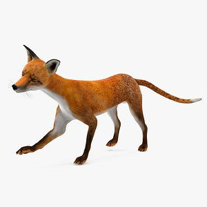 3D Wild European Fox Rigged model