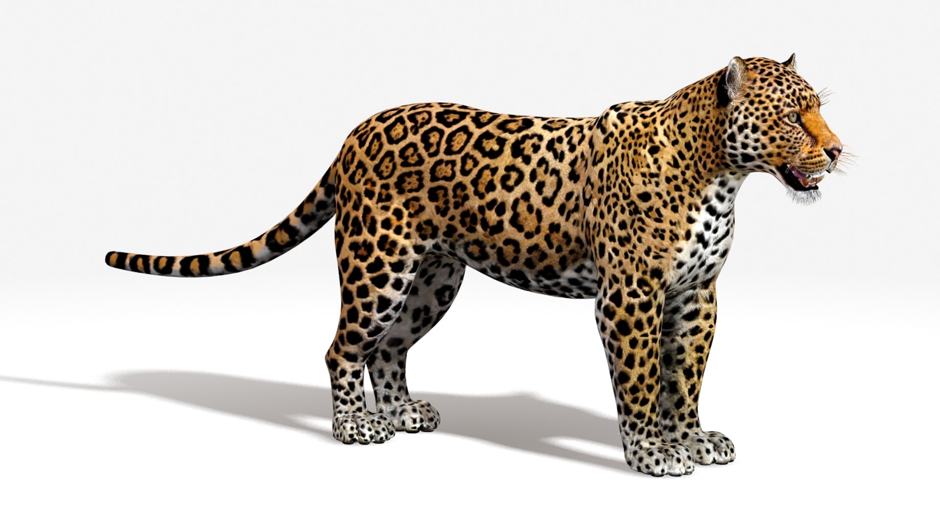mammal animal max https://p.turbosquid.com/ts-thumb/06/RkZ5Xj/6ppsQkCi/jaguar3dmodelriggedfur05/jpg/1507305930/1920x1080/fit_q87/2526145d9c7632acc4a2e080084683e614604af9/jaguar3dmodelriggedfur05.jpg