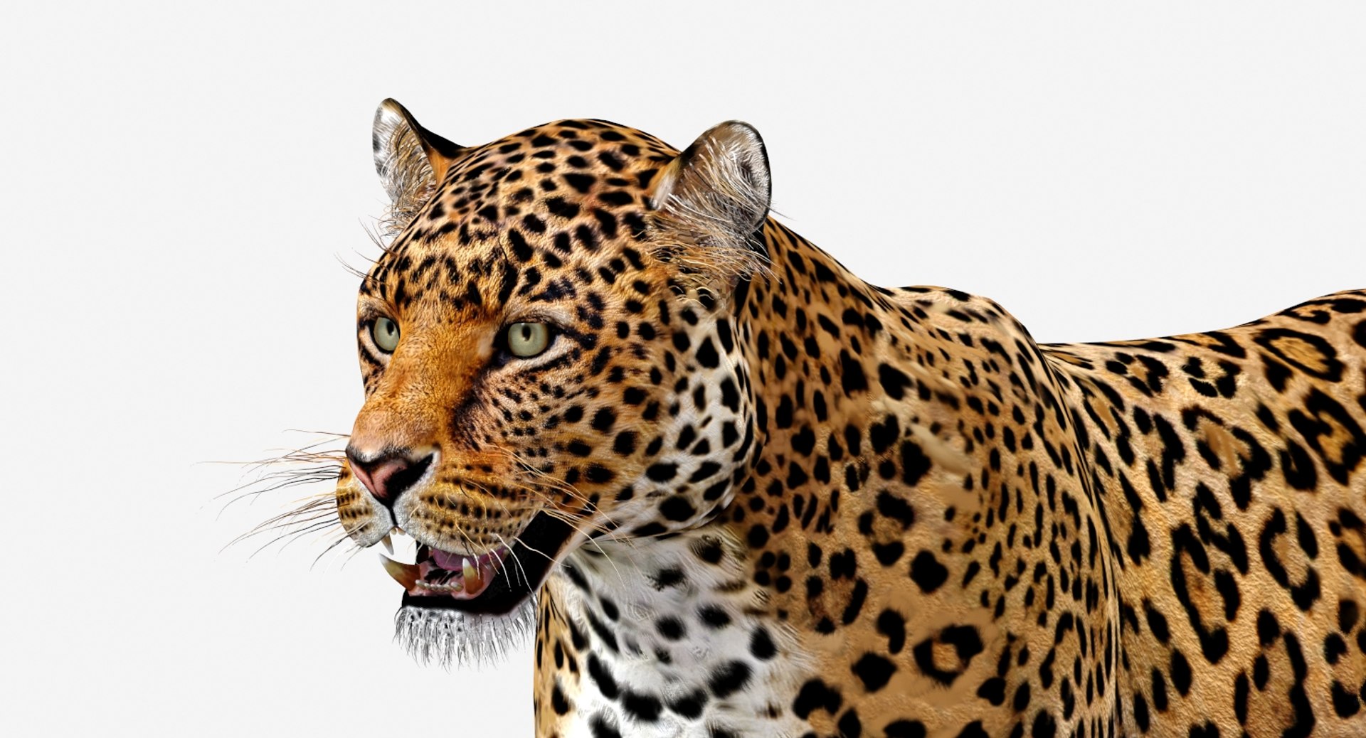 mammal animal max https://p.turbosquid.com/ts-thumb/06/RkZ5Xj/mNnvAwRy/jaguar3dmodelriggedfur10/jpg/1507305931/1920x1080/fit_q87/7ce38186646f301db0cd59789436a8035f330c2f/jaguar3dmodelriggedfur10.jpg