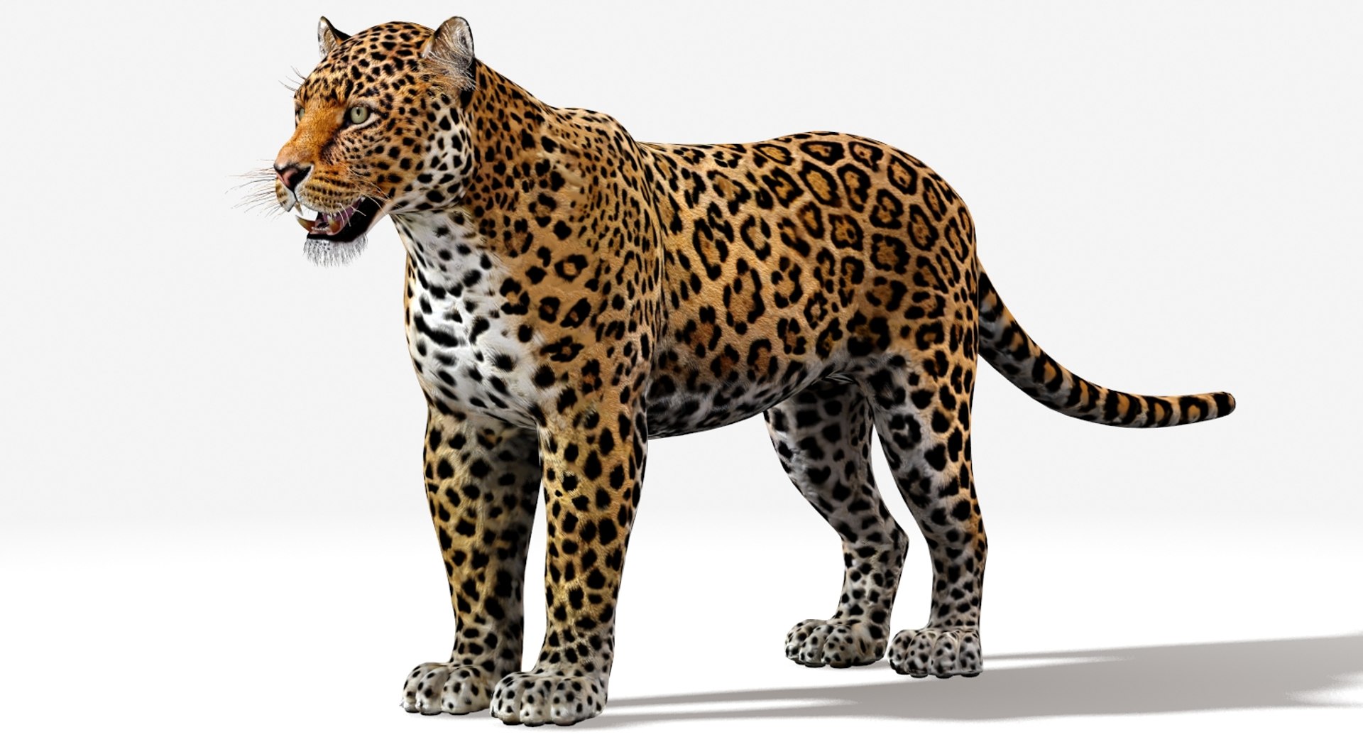 mammal animal max https://p.turbosquid.com/ts-thumb/06/RkZ5Xj/oJURmhsw/jaguar3dmodelriggedfur03/jpg/1507305930/1920x1080/fit_q87/e963412f70fbd1c2fe0803a0f99ee796882b8758/jaguar3dmodelriggedfur03.jpg