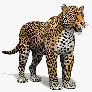 3D lioness 2 fur colors model - TurboSquid 1153348