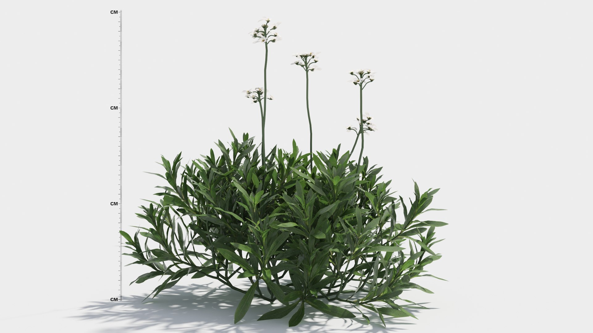 Iberis 3D Model - TurboSquid 1962843