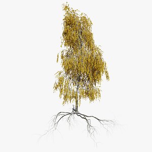 birch autumn 4 tree model