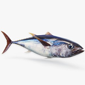 3D model Tuna Fish Animated