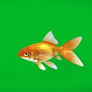 3D Comet Goldfish model