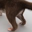 Weasel Fur