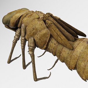 3D Molt Anax Imperator Rigged