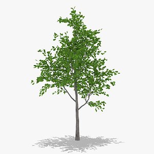 3D model pear summer hight