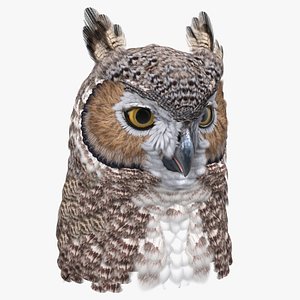 Great Horned Owl Head