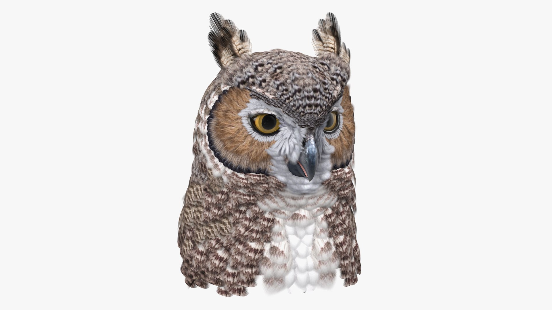 Great Horned Owl Head 3D model preview