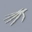 3d palm skeleton model