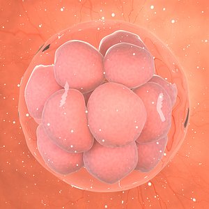 sixteen cell stage embryo model