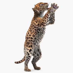 Leopard Cub Clawing Motion Fur Animated Rigged 3D model