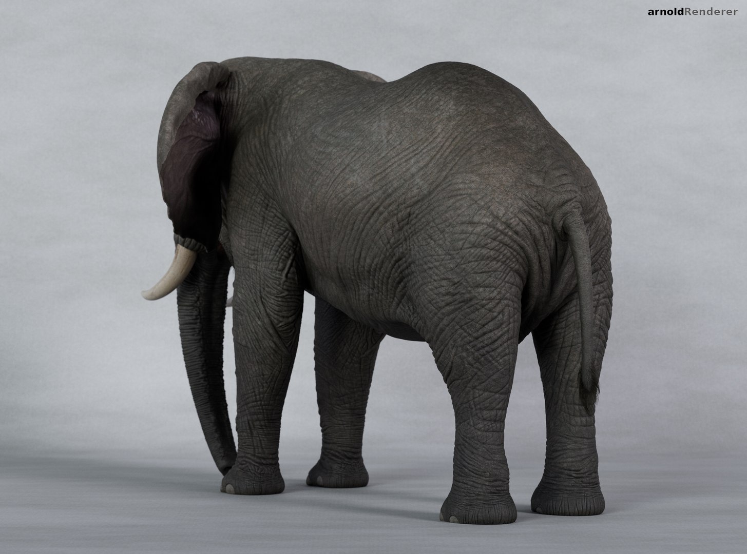 Production Ready Elephant model - No rig 3D model https://p.turbosquid.com/ts-thumb/07/JPdsLQ/eA/arnold_render_004/jpg/1675192039/1920x1080/fit_q87/a35e7de5d391d2ebfef179762a49990ae616d5d1/arnold_render_004.jpg