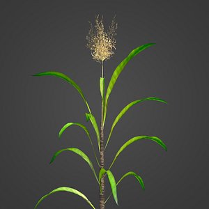 2021 PBR Sugar Cane Collection - Saccharum Officinarum 3D model