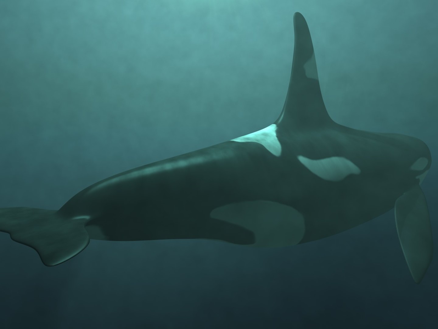 3d orca whale https://p.turbosquid.com/ts-thumb/07/RbvyQq/Gi3qhLTU/whaleb/jpg/1240723972/1920x1080/fit_q87/6c9c214a29f92c347cbef91f27f6dbb6777d9ce8/whaleb.jpg