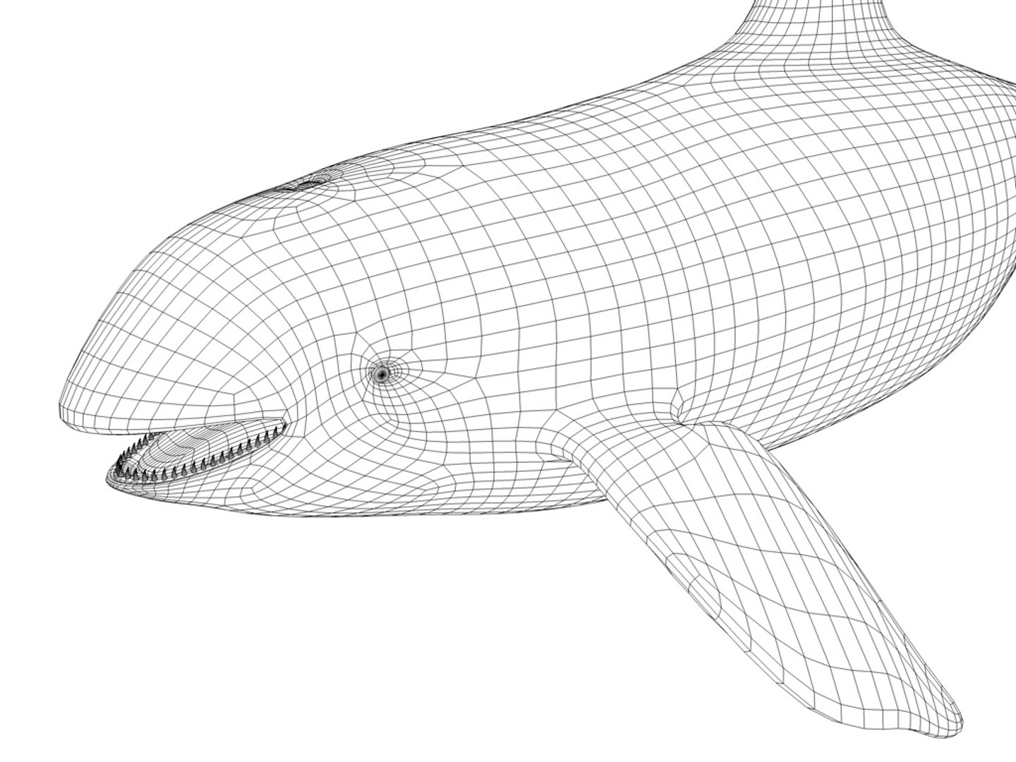 3d orca whale https://p.turbosquid.com/ts-thumb/07/RbvyQq/eXtGji4s/whaled/jpg/1240723986/1920x1080/fit_q87/7d18004706abd9f34c69260fe93255d9c742cb47/whaled.jpg