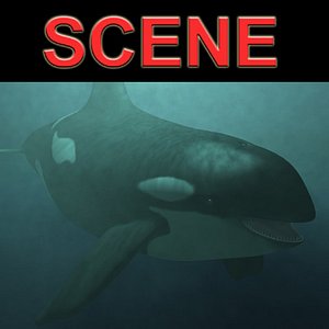 3d orca whale