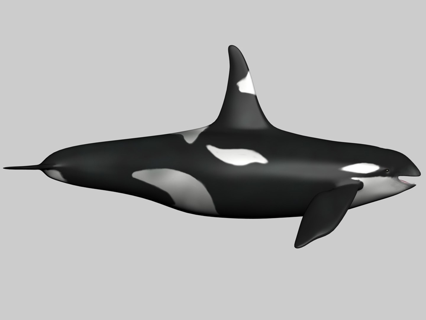 3d orca whale https://p.turbosquid.com/ts-thumb/07/RbvyQq/uvTyGCPQ/whalef/jpg/1240723994/1920x1080/fit_q87/4cb8494a6c33a247dc62b453670eac5dcc754f51/whalef.jpg