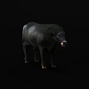 3D Galloway Cattle model