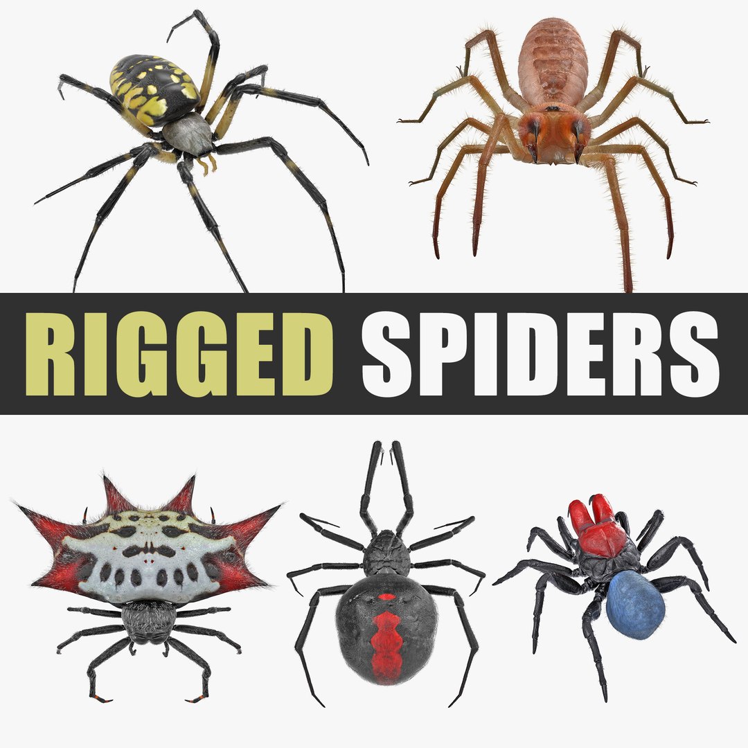 Rigged Spiders 3D Models Collection 3D model preview