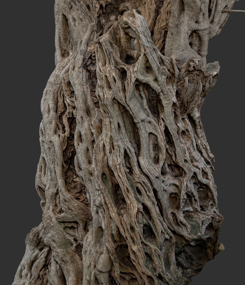 3D Ancient Olive Tree 2x16k Textures Scan model https://p.turbosquid.com/ts-thumb/07/Uol35h/3o/003/png/1629498117/1920x1080/fit_q87/fe43d0f819fd5f835883617de86cf871a481c73a/003.jpg
