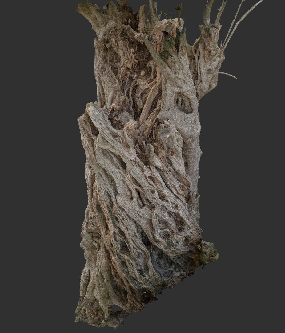 3D Ancient Olive Tree 2x16k Textures Scan model https://p.turbosquid.com/ts-thumb/07/Uol35h/An/007_1/png/1629498387/1920x1080/fit_q87/a241ec62012c0a578025dd2e0c6d7aad6fad2cf5/007_1.jpg