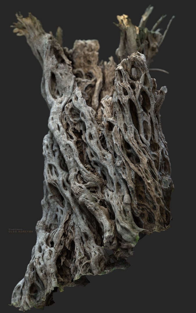 3D Ancient Olive Tree 2x16k Textures Scan model https://p.turbosquid.com/ts-thumb/07/Uol35h/Cw/ancient_tree_02_10milpoly_2x16k_.321_s/png/1629317802/1920x1080/fit_q87/63569af056a23bc257e9b71277a2065331ecb6f3/ancient_tree_02_10milpoly_2x16k_.321_s.jpg