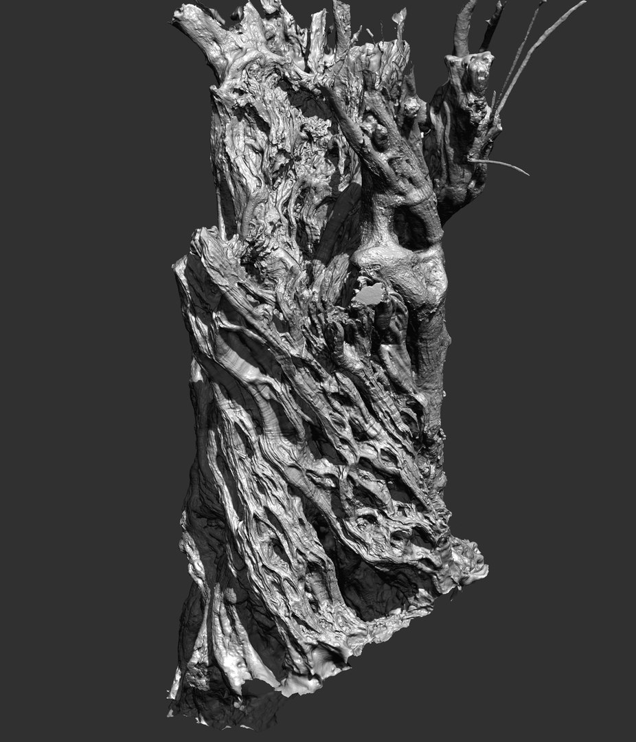 3D Ancient Olive Tree 2x16k Textures Scan model https://p.turbosquid.com/ts-thumb/07/Uol35h/Mu/007/png/1629498395/1920x1080/fit_q87/faa0a8598f9c5ff7ecde94b111a48ade6876986f/007.jpg
