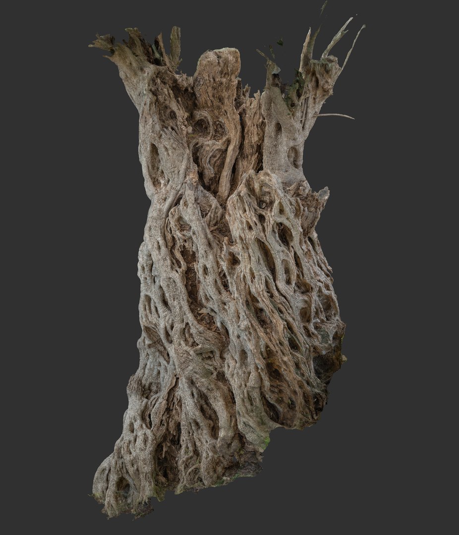 3D Ancient Olive Tree 2x16k Textures Scan model https://p.turbosquid.com/ts-thumb/07/Uol35h/Oe/016_1/png/1629498938/1920x1080/fit_q87/688bb9888b2799fc391ed186cb5bab2c74e857f2/016_1.jpg
